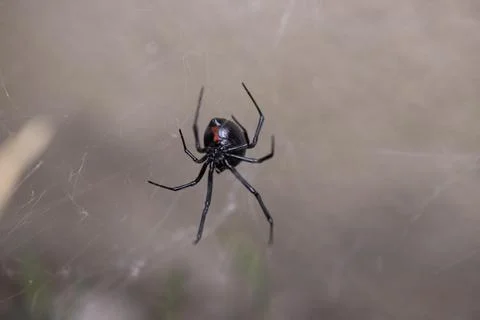 Black Widow Spider Macro Close Up Stock Photos
