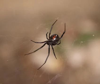 Black Widow Spider Macro Close Up Stock Photos