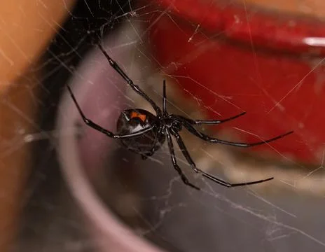 Black Widow Spider Macro Close Up Stock Photos