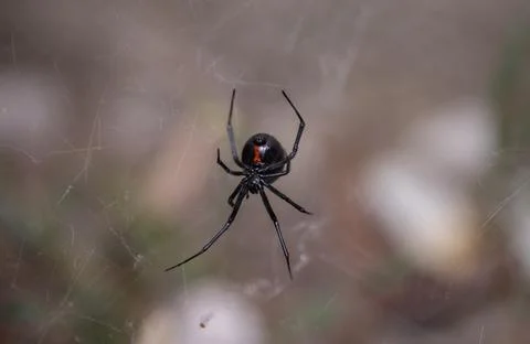 Black Widow Spider Macro Close Up Stock Photos