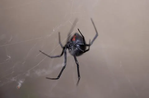 Black Widow Spider Macro Close Up Foto stock