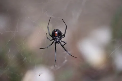Black Widow Spider Macro Close Up Stock Photos