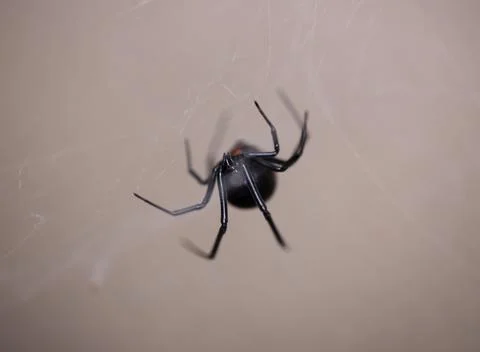 Black Widow Spider Macro Close Up Stock Photos