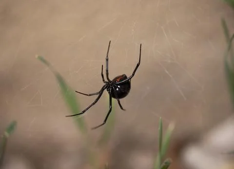 Black Widow Spider Macro Close Up Stock Photos