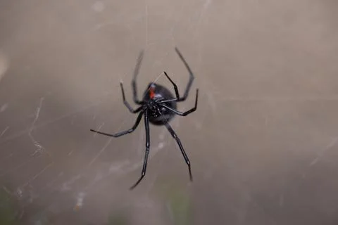 Black Widow Spider Macro Close Up Stock Photos