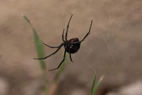 Black Widow Spider Macro Close Up Stock Photos