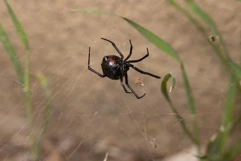 Black Widow Spider Macro Close Up Stock Photos