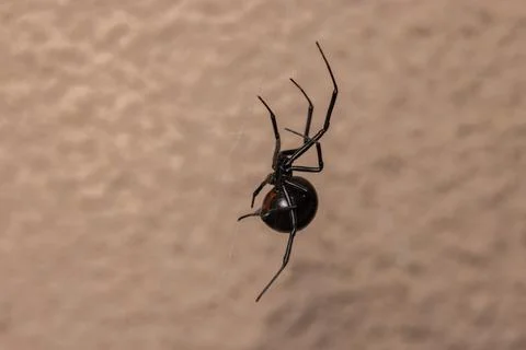 Black Widow Spider Macro Close Up 스톡 사진