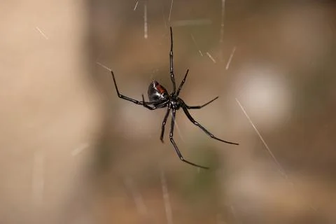 Black Widow Spider Macro Close Up Stock Photos