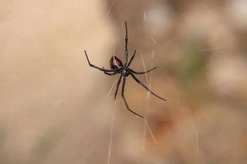 Black Widow Spider Macro Close Up Stock Photos