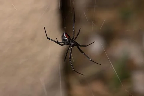 Black Widow Spider Macro Close Up Stock Photos