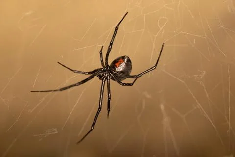 Black Widow Spider Macro Close Up Stock Photos