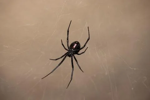 Black Widow Spider Macro Close Up Stock Photos