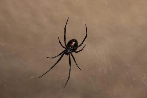 Black Widow Spider Macro Close Up Stock Photos