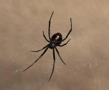 Black Widow Spider Macro Close Up 스톡 사진