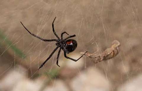 Black Widow Spider Macro Close Up Stock Photos