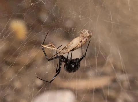 Black Widow Spider Macro Close Up Stock Photos