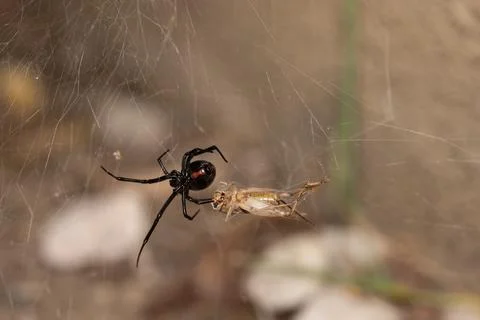 Black Widow Spider Macro Close Up Stock Photos