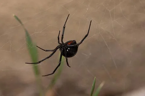 Black Widow Spider Macro Close Up 스톡 사진