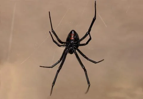 Black Widow Spider Macro Close Up Foto stock