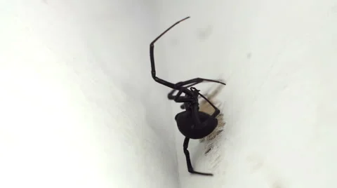 Black Widow Spider Macro Video stock 64774126