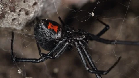 Black Widow spider moving on web under rock Stock Footage 91397900