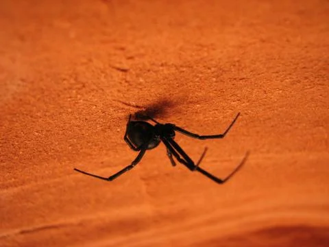 Black widow spider Stock Photos