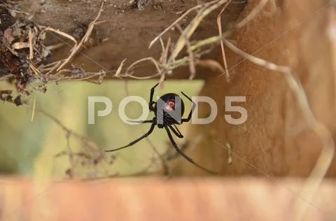 Black Widow Spider with red hour glass showing Stock Photos
