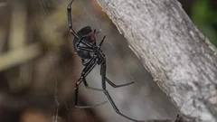 Move over, black widow — there's a new spider in town