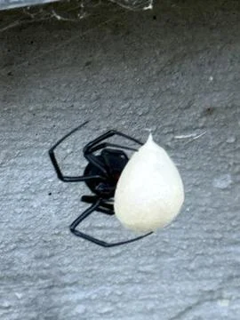 Black Widow Spider Under White Egg Sac on Wall Stock Photos