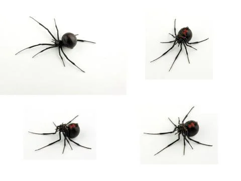 Black widow spider views Stock Photos