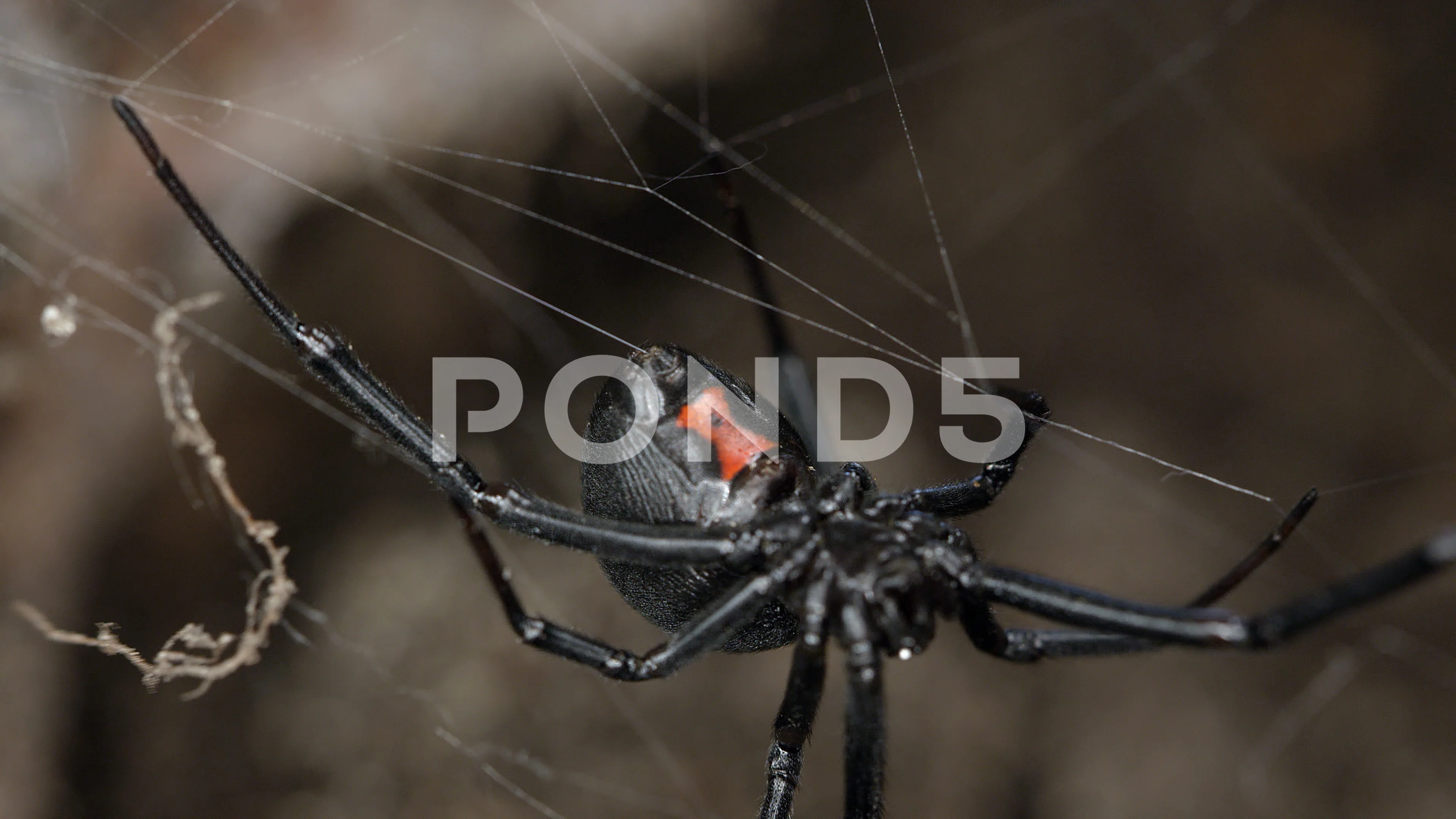 Black Widow Spider walking on web | Stock Video | Pond5