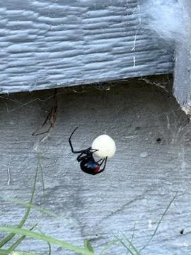 Black Widow Spider with White Egg Sac on Siding Stock Photos