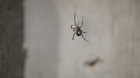 Black Widow Spinning Web 4k Stock Footage 313397653