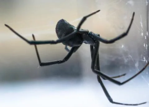 Black Widow on String Net Stock Photos
