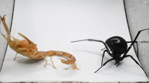 Black widow tangles up scorpion with babies Stock Footage 46834439