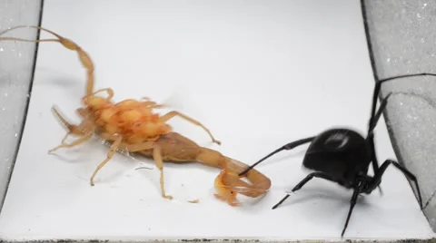 Black widow tangles up scorpion with babies 動画素材 46834619