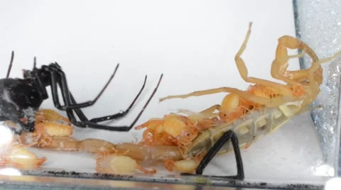Black widow tangling up scorpion with babies on back 動画素材 46844530