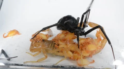 Black widow tangling up scorpion with babies on back Stock Footage 46845983