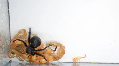 Black widow tangling up scorpion with babies on back Stock Footage 46846397