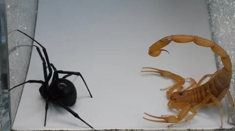 Black widow tangling scorpion in web Stock Footage 46835202
