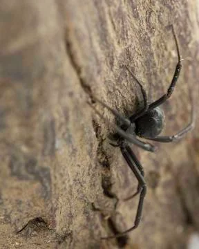 Black Widow on Tree Bark Stock Photos