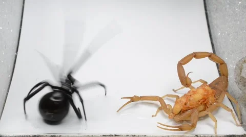 Black widow vs scorpion with babies 動画素材 46834069