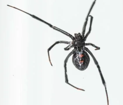 Black Widow on Web Stock Photos