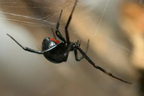 Black widow on web Stock Photos