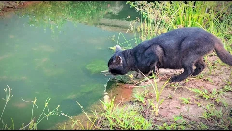 A black wild cat is drinking Stock Footage 288983851