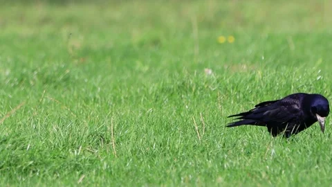 Black wild crow on green meadow Stock Footage 218751533