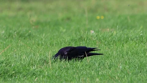 Black wild crow on green meadow Stock Footage 218888951