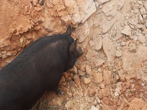 BLACK WILD PIG Stock Footage 100521287