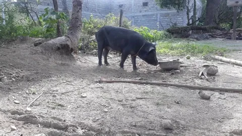 Black wild pig playing on the ground Stock Footage 101345182